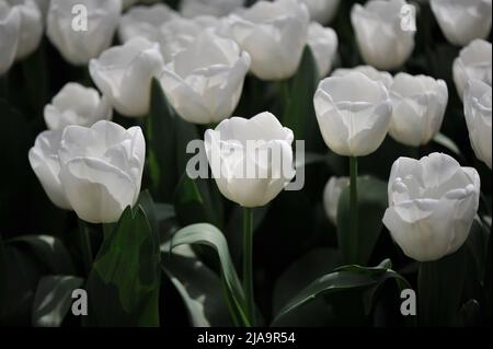 Weiße Triumph Tulpen (Tulipa) Mount Cook blüht im März in einem Garten Stockfoto