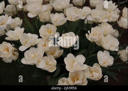 Ein Strauß weißer Double Late Tulpen (Tulipa) Mount Tacoma auf einer Ausstellung im Mai Stockfoto