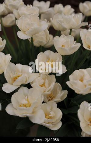 Ein Strauß weißer Double Late Tulpen (Tulipa) Mount Tacoma auf einer Ausstellung im Mai Stockfoto