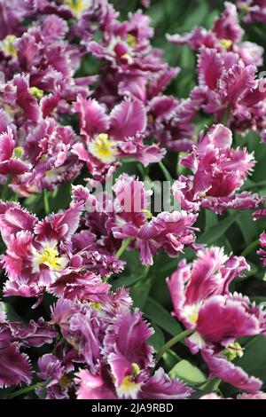 Lila-rosa mit weißen Tulpen (Tulipa) geheimnisvolle Papageien blühen im April in einem Garten Stockfoto