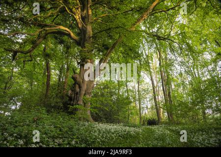 Wilder Knoblauch oder Ramsons (Allium ursinum), der in einem Nord-Cotswold-Holz, England, wächst. Stockfoto