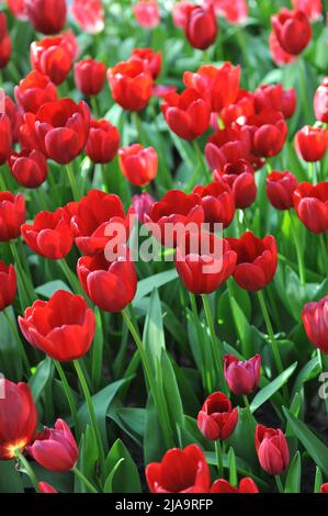 Rote Triumph Tulpen (Tulipa) Nationale Samtblüte im April in einem Garten Stockfoto