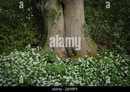 Wilder Knoblauch oder Ramsons (Allium ursinum), der in einem Nord-Cotswold-Holz, England, wächst. Stockfoto