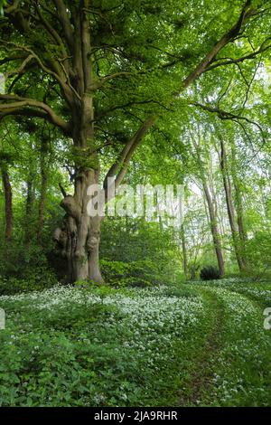 Wilder Knoblauch oder Ramsons (Allium ursinum), der in einem Nord-Cotswold-Holz, England, wächst. Stockfoto