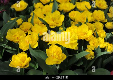 Gelbe Pfingstrose-blühende Doppel-Tulpen (Tulipa) Nikon blüht im März in einem Garten Stockfoto