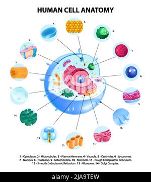 Menschliche Zellanatomie realistische Infografiken mit beschrifteten pädagogischen Diagrammen auf weißem Hintergrund Vektorgrafik Stock Vektor