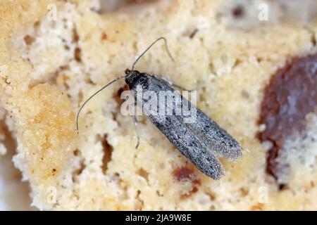 Die Mandel-Motte oder tropische Lagermotte Cadra cautella Pyralidae. Es handelt sich um einen Schädling mit gelagerten Produkten. Ausgewachsenes Insekt (Motte) - starke Vergrößerung. Stockfoto