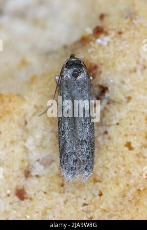 Die Mandel-Motte oder tropische Lagermotte Cadra cautella Pyralidae. Es handelt sich um einen Schädling mit gelagerten Produkten. Ausgewachsenes Insekt (Motte) - starke Vergrößerung. Stockfoto