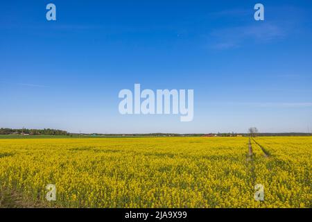 Wunderschöne Aussicht auf die Landschaft. Schöne Frühlingsansicht des blühenden Rapsfeldes vor blauem Himmel. Schweden. Stockfoto