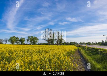 Rapsfeld entlang asphaltierter Straße und grünen Bäumen auf blauem Himmel Hintergrund. Schweden. Stockfoto