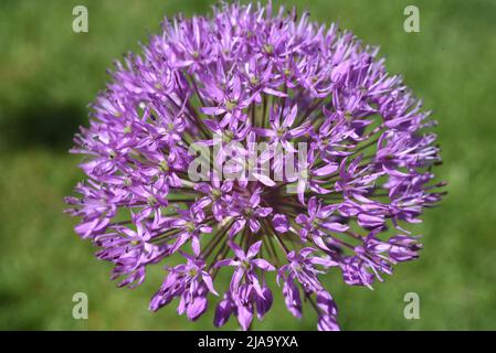 Zierlauch, Riesenlauch, Allium Giganteum ist eine wunderschoene Zierpflanze im Garten und hat lila Blueten. Zierpflanzen Lily, riesige Lily, Allium Gigant Stockfoto