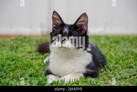 Schwarz-Weiß-Kätzchen / kleine Katze im Gras liegen, Outdoor, Tag, Augenhöhe, verschwommener Hintergrund Stockfoto