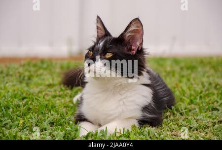 Schwarz-Weiß-Kätzchen / kleine Katze im Gras liegen, Outdoor, Tag, Augenhöhe, verschwommener Hintergrund Stockfoto