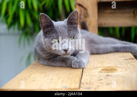 Russische Blaugraue Katze Draußen Schläfrig / Judgy / Unamüsiert, Holzplattform, Tag Im Freien Stockfoto