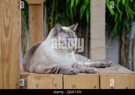 Mollige Katze, siam mit blauen Augen, außen, auf Holzplattform liegend, Bambus im Hintergrund, Tag, Augenhöhe Stockfoto