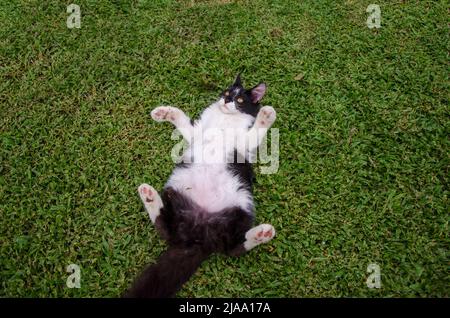 Schwarz und Weiß Batman kleine Katze / Kätzchen auf dem Rücken auf Gras liegen, High Angle View, Looking Down, Cat Bauch, eine Katze, Draußen, draußen, Tag Stockfoto