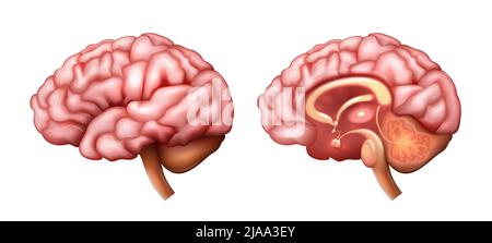 Realistische anatomische Struktur des Gehirns mit isolierter Vektor-Darstellung der inneren und äußeren Struktur Stock Vektor
