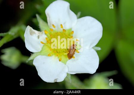 Der Himbeerkäfer (Byturus tomentosus) auf beschädigten Blütenknospen von Erdbeeren. Es handelt sich um einen Käfer aus der Familie der Fruchtwürmer Byturidae. Stockfoto