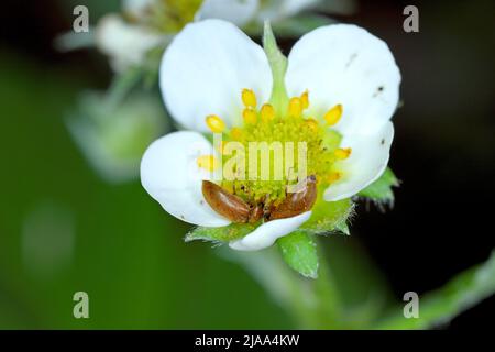 Der Himbeerkäfer (Byturus tomentosus) auf beschädigten Blütenknospen von Erdbeeren. Es handelt sich um einen Käfer aus der Familie der Fruchtwürmer Byturidae. Stockfoto