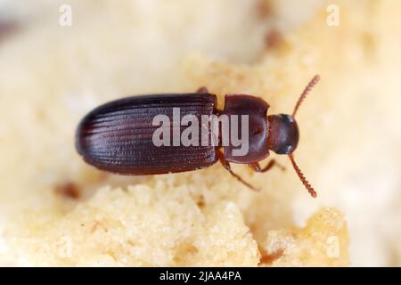 Cynaeus angustus, eine nordamerikanische tenebrionidae, eine in vielen europäischen Ländern fremde Art. Stockfoto