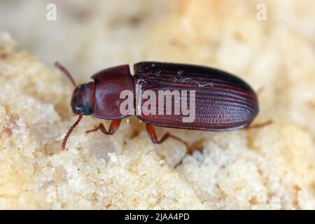 Cynaeus angustus, eine nordamerikanische tenebrionidae, eine in vielen europäischen Ländern fremde Art. Stockfoto