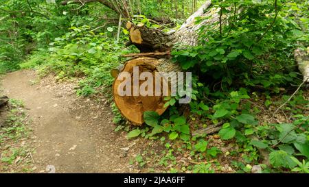 Ein alter, mit Moos bedeckter Baum liegt in einem von Sträuchern umgebenen Wald. Sotschi, Russland. Verfaultes Kernholz. Die jährlichen Ringe des Baumes. Stockfoto