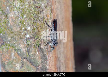 Robberfly (Asilidae), die einen gejagten, kleinen Käfer fressen. Stockfoto