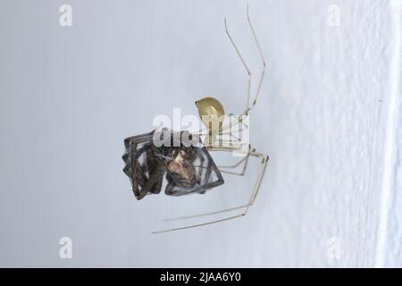 Pholcus phalangioides, allgemein bekannt als Darddy Long-Legs, oder langbeinige Kellerspinne zu Hause. Mit einer gejagten anderen Spinne oder den Salticidae Stockfoto