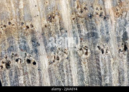 Querschnitt aus Eichenholz bei starker Vergrößerung. Sichtbare Kanäle, in denen Wasser fließt. Stockfoto