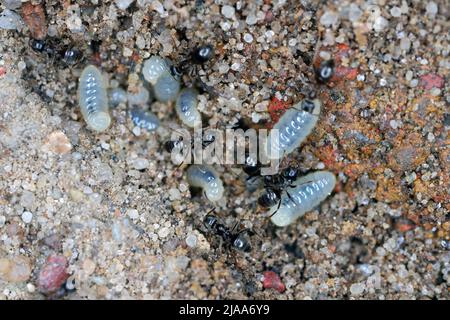 Ameisen, die Larven retten, nachdem sie einen Ameisenhaufen im Garten freigemacht haben. Stockfoto