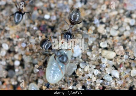 Ameisen, die Larven retten, nachdem sie einen Ameisenhaufen im Garten freigemacht haben. Stockfoto