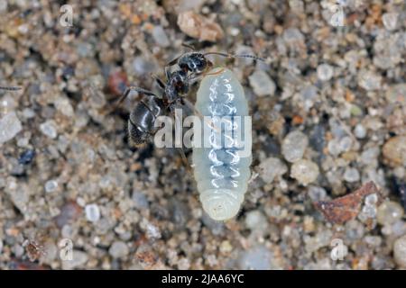 Ameisen, die Larven retten, nachdem sie einen Ameisenhaufen im Garten freigemacht haben. Stockfoto