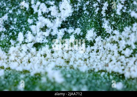 Primäre Infektion von Mehltau Podosphaera leucotricha auf Apfelblättern bei hoher Vergrößerung. Stockfoto