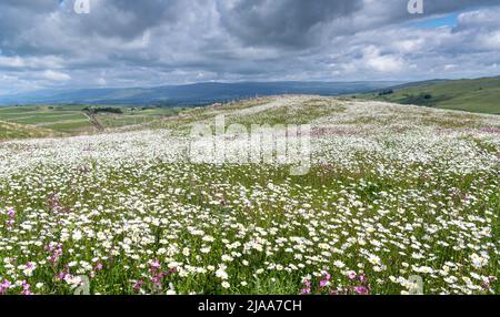 Kirkby Stephen, Cumbria, Großbritannien. 28.. Mai 2022. Wildblumenwiese mit Blick über das Eden Valley in Cumbria. Der Landwirt hat ein Grundstück mit Wildblumen zurückgelassen, nachdem Network Rail einige Reparaturen an der Eisenbahn zur Carlisle durchgeführt hatte, wobei die Felder für access.noW genutzt wurden, was Farbe und einen lebendigen Lebensraum für Insekten und Wildtiere bietet. Quelle: Wayne HUTCHINSON/Alamy Live News Stockfoto