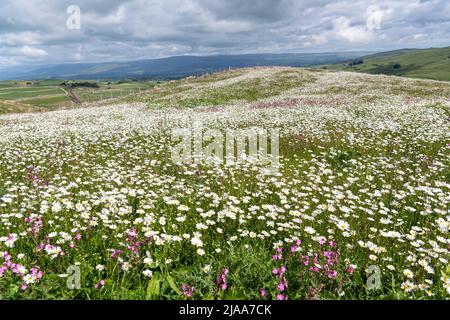 Kirkby Stephen, Cumbria, Großbritannien. 28.. Mai 2022. Wildblumenwiese mit Blick über das Eden Valley in Cumbria. Der Landwirt hat ein Grundstück mit Wildblumen zurückgelassen, nachdem Network Rail einige Reparaturen an der Eisenbahn zur Carlisle durchgeführt hatte, wobei die Felder für access.noW genutzt wurden, was Farbe und einen lebendigen Lebensraum für Insekten und Wildtiere bietet. Quelle: Wayne HUTCHINSON/Alamy Live News Stockfoto