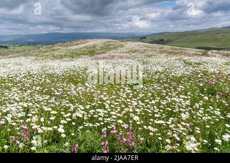 Kirkby Stephen, Cumbria, Großbritannien. 28.. Mai 2022. Wildblumenwiese mit Blick über das Eden Valley in Cumbria. Der Landwirt hat ein Grundstück mit Wildblumen zurückgelassen, nachdem Network Rail einige Reparaturen an der Eisenbahn zur Carlisle durchgeführt hatte, wobei die Felder für access.noW genutzt wurden, was Farbe und einen lebendigen Lebensraum für Insekten und Wildtiere bietet. Quelle: Wayne HUTCHINSON/Alamy Live News Stockfoto