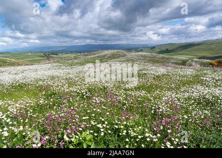 Kirkby Stephen, Cumbria, Großbritannien. 28.. Mai 2022. Wildblumenwiese mit Blick über das Eden Valley in Cumbria. Der Landwirt hat ein Grundstück mit Wildblumen zurückgelassen, nachdem Network Rail einige Reparaturen an der Eisenbahn zur Carlisle durchgeführt hatte, wobei die Felder für access.noW genutzt wurden, was Farbe und einen lebendigen Lebensraum für Insekten und Wildtiere bietet. Quelle: Wayne HUTCHINSON/Alamy Live News Stockfoto