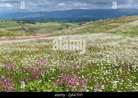 Kirkby Stephen, Cumbria, Großbritannien. 28.. Mai 2022. Wildblumenwiese mit Blick über das Eden Valley in Cumbria. Der Landwirt hat ein Grundstück mit Wildblumen zurückgelassen, nachdem Network Rail einige Reparaturen an der Eisenbahn zur Carlisle durchgeführt hatte, wobei die Felder für access.noW genutzt wurden, was Farbe und einen lebendigen Lebensraum für Insekten und Wildtiere bietet. Quelle: Wayne HUTCHINSON/Alamy Live News Stockfoto