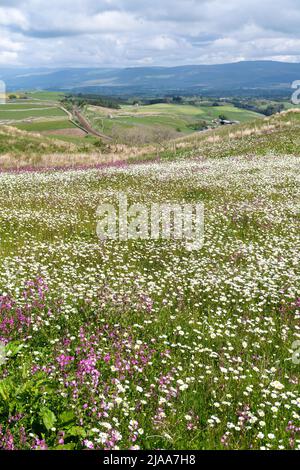 Kirkby Stephen, Cumbria, Großbritannien. 28.. Mai 2022. Wildblumenwiese mit Blick über das Eden Valley in Cumbria. Der Landwirt hat ein Grundstück mit Wildblumen zurückgelassen, nachdem Network Rail einige Reparaturen an der Eisenbahn zur Carlisle durchgeführt hatte, wobei die Felder für access.noW genutzt wurden, was Farbe und einen lebendigen Lebensraum für Insekten und Wildtiere bietet. Quelle: Wayne HUTCHINSON/Alamy Live News Stockfoto