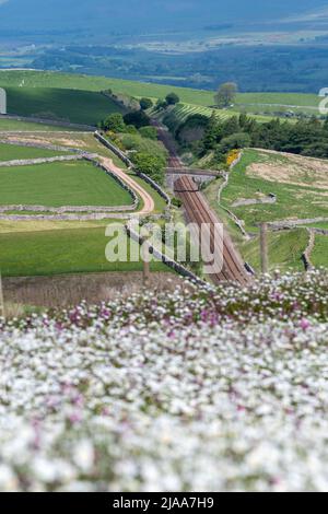Kirkby Stephen, Cumbria, Großbritannien. 28.. Mai 2022. Wildblumenwiese mit Blick über das Eden Valley in Cumbria. Der Landwirt hat ein Grundstück mit Wildblumen zurückgelassen, nachdem Network Rail einige Reparaturen an der Eisenbahn zur Carlisle durchgeführt hatte, wobei die Felder für access.noW genutzt wurden, was Farbe und einen lebendigen Lebensraum für Insekten und Wildtiere bietet. Quelle: Wayne HUTCHINSON/Alamy Live News Stockfoto