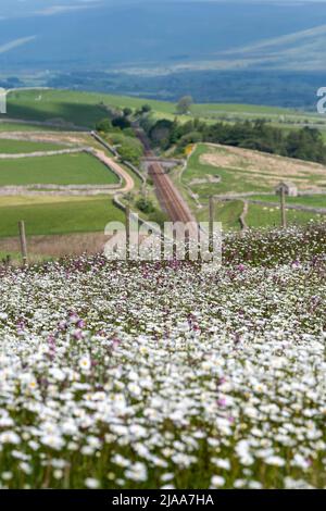 Kirkby Stephen, Cumbria, Großbritannien. 28.. Mai 2022. Wildblumenwiese mit Blick über das Eden Valley in Cumbria. Der Landwirt hat ein Grundstück mit Wildblumen zurückgelassen, nachdem Network Rail einige Reparaturen an der Eisenbahn zur Carlisle durchgeführt hatte, wobei die Felder für access.noW genutzt wurden, was Farbe und einen lebendigen Lebensraum für Insekten und Wildtiere bietet. Quelle: Wayne HUTCHINSON/Alamy Live News Stockfoto