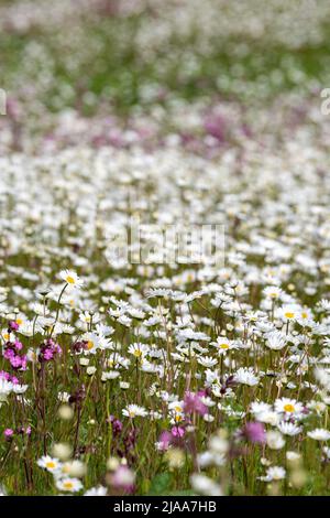 Kirkby Stephen, Cumbria, Großbritannien. 28.. Mai 2022. Wildblumenwiese mit Blick über das Eden Valley in Cumbria. Der Landwirt hat ein Grundstück mit Wildblumen zurückgelassen, nachdem Network Rail einige Reparaturen an der Eisenbahn zur Carlisle durchgeführt hatte, wobei die Felder für access.noW genutzt wurden, was Farbe und einen lebendigen Lebensraum für Insekten und Wildtiere bietet. Quelle: Wayne HUTCHINSON/Alamy Live News Stockfoto