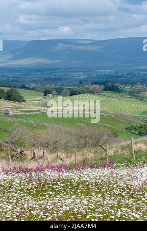Kirkby Stephen, Cumbria, Großbritannien. 28.. Mai 2022. Wildblumenwiese mit Blick über das Eden Valley in Cumbria. Der Landwirt hat ein Grundstück mit Wildblumen zurückgelassen, nachdem Network Rail einige Reparaturen an der Eisenbahn zur Carlisle durchgeführt hatte, wobei die Felder für access.noW genutzt wurden, was Farbe und einen lebendigen Lebensraum für Insekten und Wildtiere bietet. Quelle: Wayne HUTCHINSON/Alamy Live News Stockfoto
