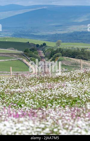 Kirkby Stephen, Cumbria, Großbritannien. 28.. Mai 2022. Wildblumenwiese mit Blick über das Eden Valley in Cumbria. Der Landwirt hat ein Grundstück mit Wildblumen zurückgelassen, nachdem Network Rail einige Reparaturen an der Eisenbahn zur Carlisle durchgeführt hatte, wobei die Felder für access.noW genutzt wurden, was Farbe und einen lebendigen Lebensraum für Insekten und Wildtiere bietet. Quelle: Wayne HUTCHINSON/Alamy Live News Stockfoto