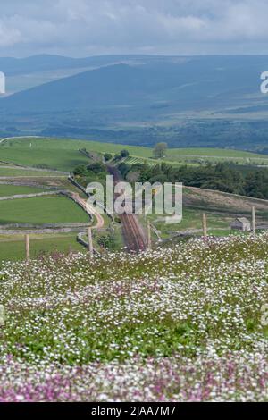 Kirkby Stephen, Cumbria, Großbritannien. 28.. Mai 2022. Wildblumenwiese mit Blick über das Eden Valley in Cumbria. Der Landwirt hat ein Grundstück mit Wildblumen zurückgelassen, nachdem Network Rail einige Reparaturen an der Eisenbahn zur Carlisle durchgeführt hatte, wobei die Felder für access.noW genutzt wurden, was Farbe und einen lebendigen Lebensraum für Insekten und Wildtiere bietet. Quelle: Wayne HUTCHINSON/Alamy Live News Stockfoto