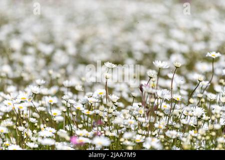 Kirkby Stephen, Cumbria, Großbritannien. 28.. Mai 2022. Wildblumenwiese mit Blick über das Eden Valley in Cumbria. Der Landwirt hat ein Grundstück mit Wildblumen zurückgelassen, nachdem Network Rail einige Reparaturen an der Eisenbahn zur Carlisle durchgeführt hatte, wobei die Felder für access.noW genutzt wurden, was Farbe und einen lebendigen Lebensraum für Insekten und Wildtiere bietet. Quelle: Wayne HUTCHINSON/Alamy Live News Stockfoto