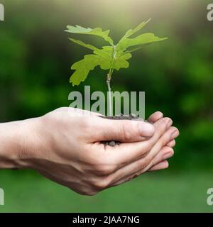 Nahaufnahme der Palmen mit Eichenholzsapling. Pflanze in den Händen. Umweltschutz. Ökologisches Konzept Stockfoto