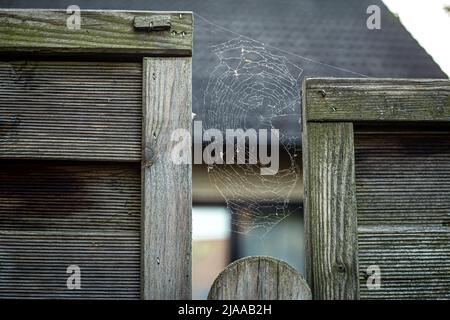Großes Spinnennetz auf einem Holzzaun aus der Nähe. Stockfoto