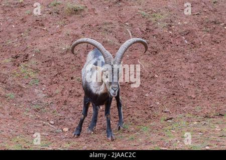 Iberischer Steinbock (Capra pyrenaica), auch bekannt als Cabra Hispanica, Cabra Montes, spanischer Steinbock, spanische Wildziege oder iberische Wildziege. Fotografiert Stockfoto