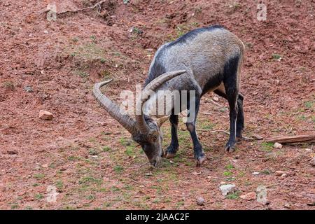 Iberischer Steinbock (Capra pyrenaica), auch bekannt als Cabra Hispanica, Cabra Montes, spanischer Steinbock, spanische Wildziege oder iberische Wildziege. Fotografiert Stockfoto